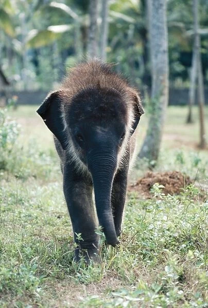 Asian  /  Indian Elphant