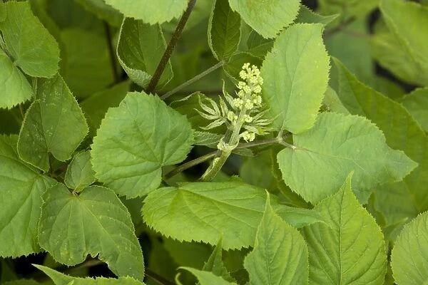 Asian or Korean Ginseng in flower (Panax ginseng). The most widely-used Ginseng. Korea