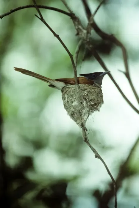 Framed Print : Asian Paradise Flycatcher Framed Print : Asian Paradise Flycatcher