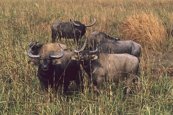 Asian Water Buffalo - in the grassland, Kaziranga National Park, India