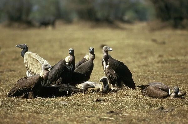 Asian White-backed Vulture