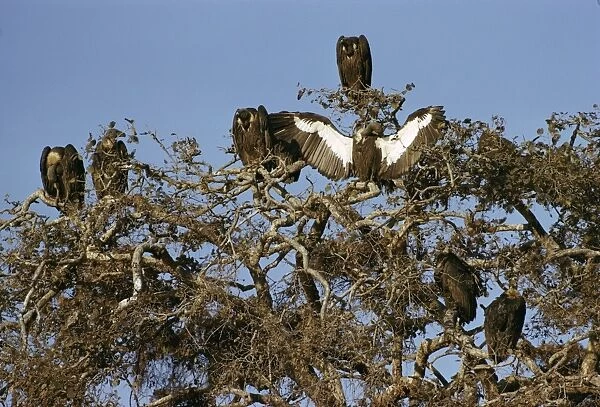 Asian White-backed Vultures - in tree