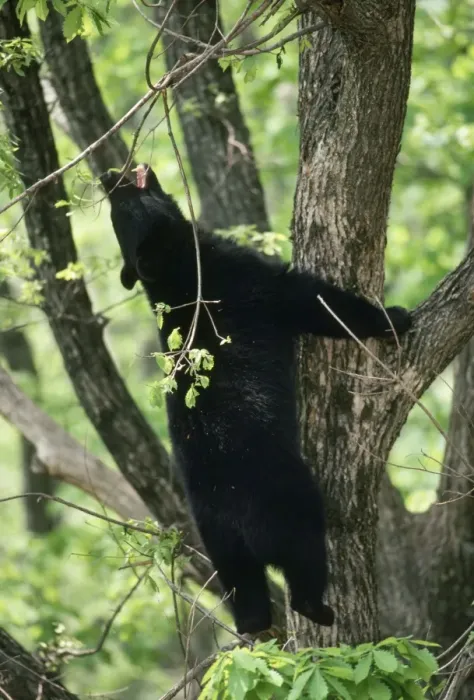 Framed Print : Asiatic Black Bear - climbing tree Framed Print : Asiatic Black Bear - climbing tree