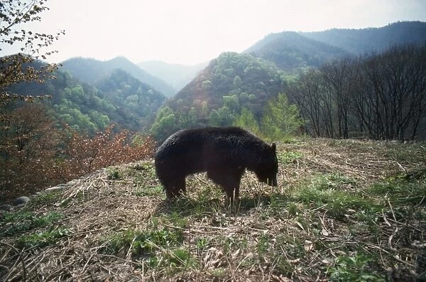 Asiatic Black Bear Japan