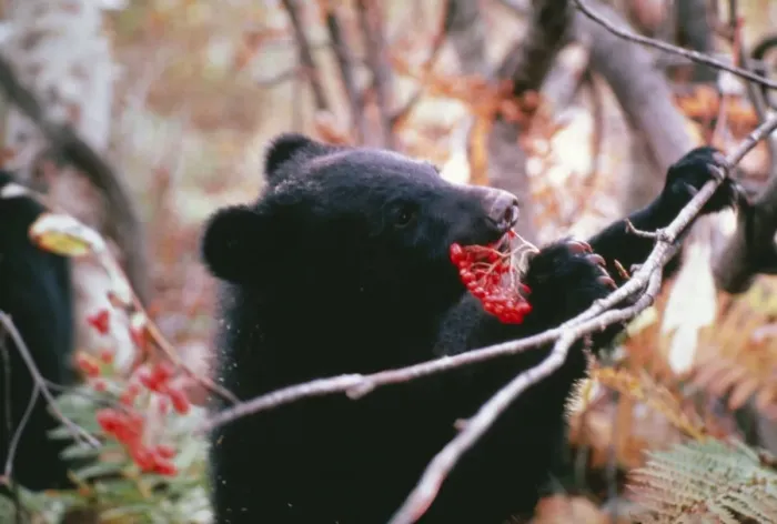 Framed Print : Asiatic Black Bear / Japanese Black Bear Japanese sub species, eating Framed Print : Asiatic Black Bear / Japanese Black Bear Japanese sub species, eating