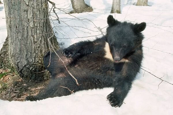 Asiatic Black Bear - laying in snow Japan