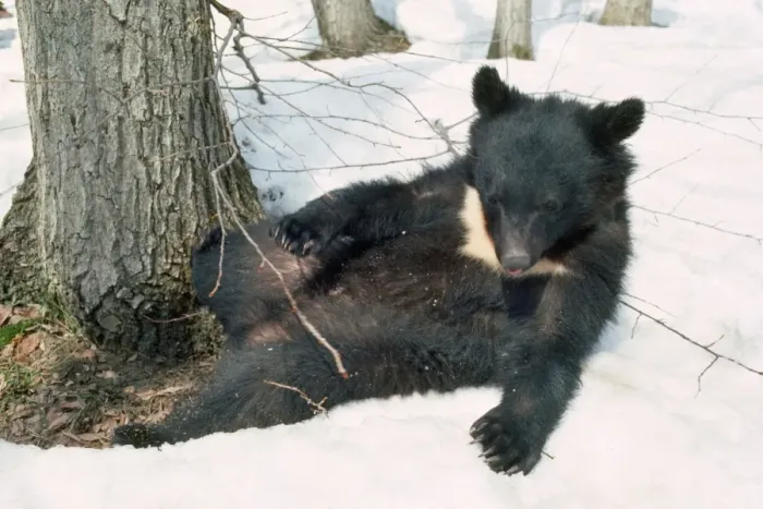 Framed Print : Asiatic Black Bear - laying in snow Japan Framed Print : Asiatic Black Bear - laying in snow Japan