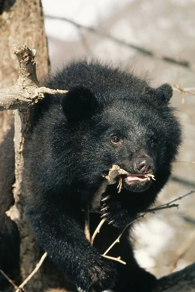 Asiatic Black Bear MI 648 Selenarctos thibetanus japonicus © Masahiro Iijima  /  ARDEA LONDON