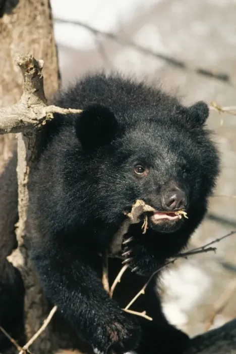 Framed Print : Asiatic Black Bear MI 648 Selenarctos thibetanus japonicus © Masahiro Iijima  /  ARDEA LONDON