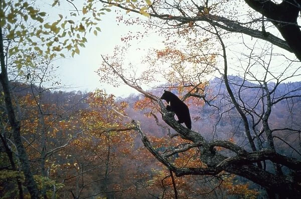 Asiatic Black Bear Nikko National Park