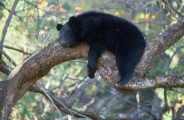 Asiatic Black Bear - resting in tree Japan