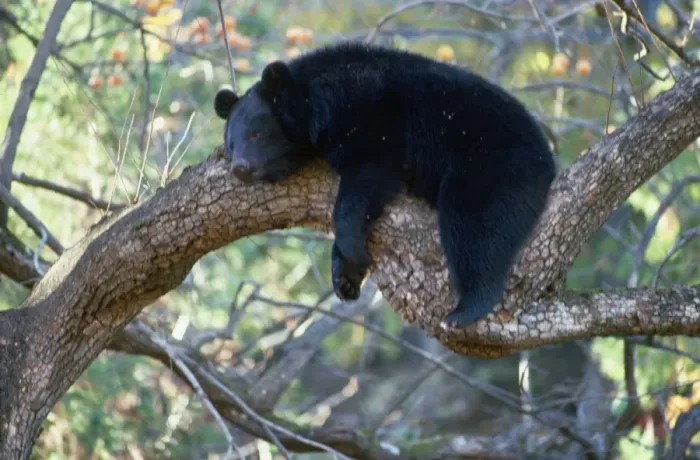 Framed Print : Asiatic Black Bear - resting in tree Japan Framed Print : Asiatic Black Bear - resting in tree Japan