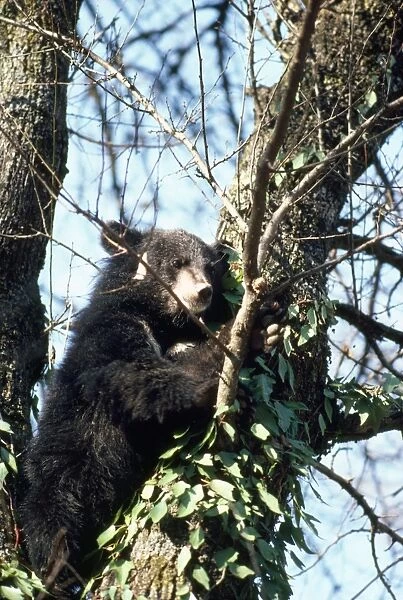 Asiatic Black Bear - in tree