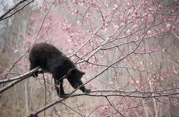 Asiatic Black Bear - in tree with blossom Japan