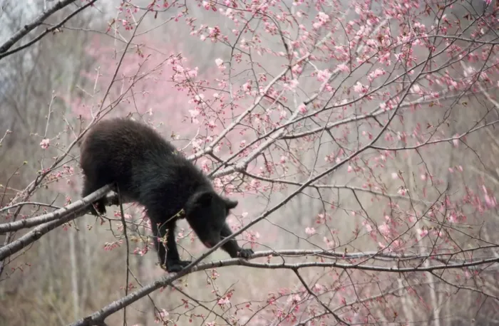 Framed Print : Asiatic Black Bear - in tree with blossom Japan Framed Print : Asiatic Black Bear - in tree with blossom Japan