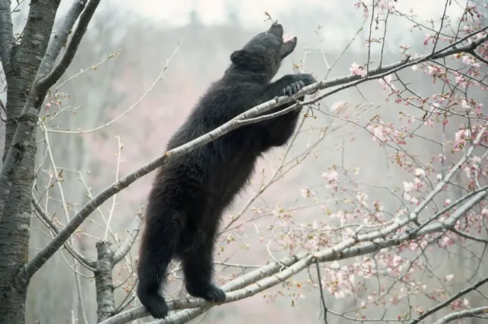 Framed Print : Asiatic Black Bear - in tree with blossom Japan Framed Print : Asiatic Black Bear - in tree with blossom Japan