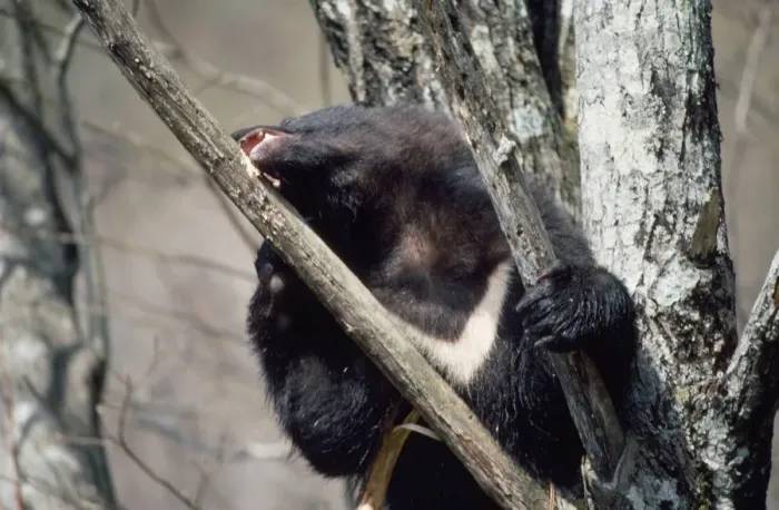 Framed Print : Asiatic Black Bear - in tree, eating bark. Japan Framed Print : Asiatic Black Bear - in tree, eating bark. Japan