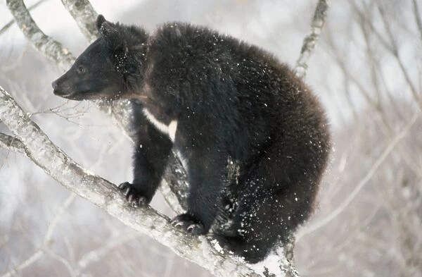 Asiatic Black Bear - in tree Japan
