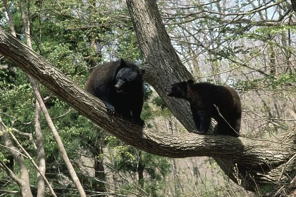 Asiatic Black Bears Japan