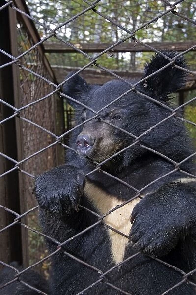 Asiatic Black  /  Moon Bear - behind fence
