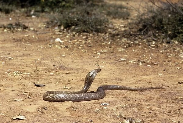 Asiatic  /  Indian Cobra