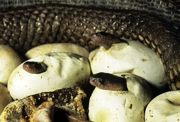 Asiatic  /  Indian Cobra - babies hatching - Thailand