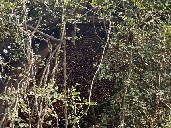 Asiatic  /  Indian Honeybee - mass - Keoladeo Ghana National Park - Bharatpur - Rajasthan - India IN000771