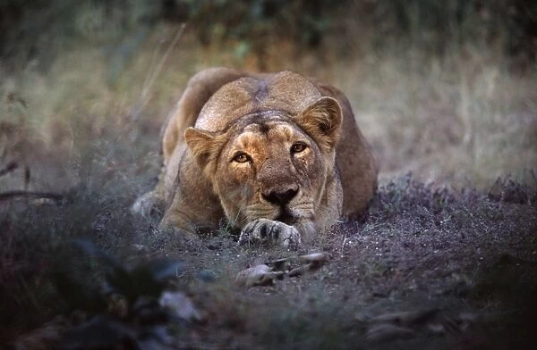 Asiatic Lion Gir Forest, Gujarat, India