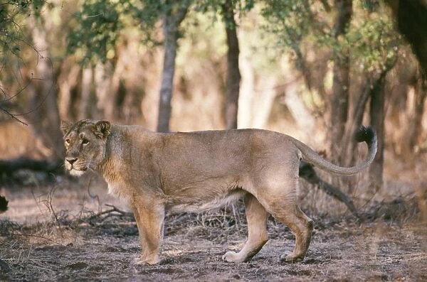 Asiatic Lion Gir National Park, Gujarat, India