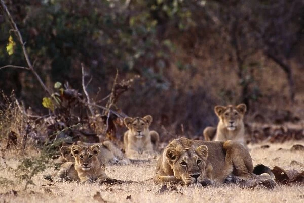 Asiatic Lion Pride. Gir National Park, India