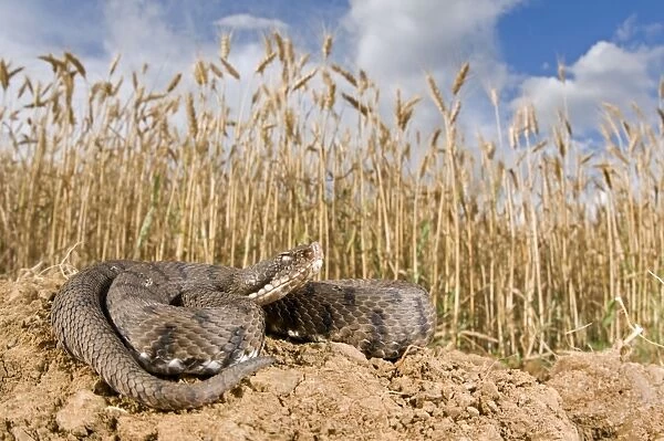 Asp Viper - basking near a cornfield - Italy