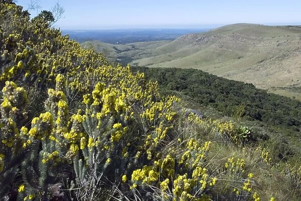 Aspalathus sp. in flower. Relative of species used to make 'rooibos tea'. Mountain Drive, Grahamstown, Eastern Cape, South Africa
