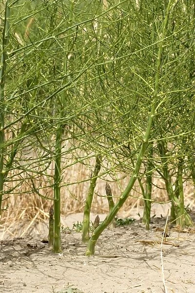 Asparagus - cultivated - Camargue - France
