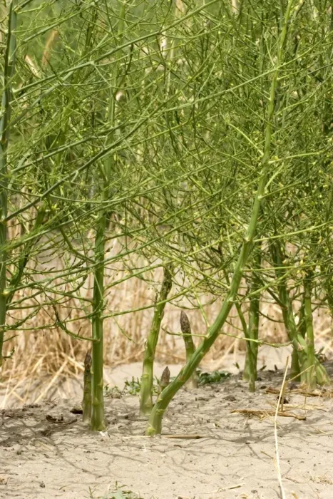 Framed Print : Asparagus - cultivated - Camargue - France Framed Print : Asparagus - cultivated - Camargue - France