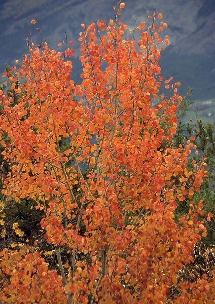 Aspen, with stunning red autumn foliage