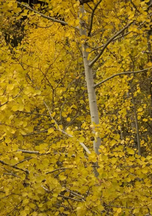 Framed Print : Aspen. With superb autumn colour Framed Print : Aspen. With superb autumn colour