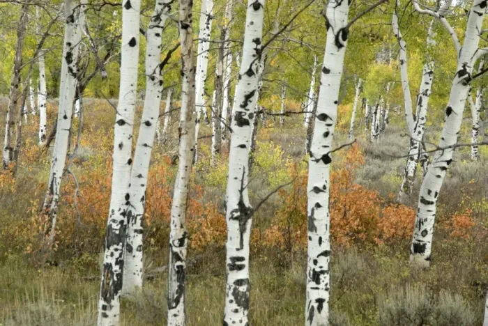 Framed Print : Aspen Tree Trunks - Grand Teton NP, USA Framed Print : Aspen Tree Trunks - Grand Teton NP, USA