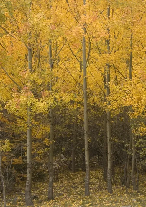 Framed Print : Aspen trees with stunning autumn colour Framed Print : Aspen trees with stunning autumn colour