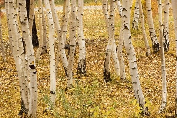 Aspen trunks in autumn