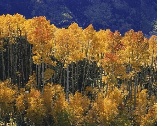 Aspens FG 6050 In Fall Colour - Colorado, Rocky Mountains, USA © Francois Gohier  /  ARDEA LONDON