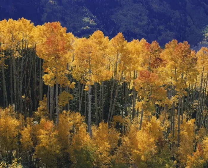 Framed Print : Aspens FG 6050 In Fall Colour - Colorado, Rocky Mountains, USA © Francois Gohier / ARDEA LONDON Framed Print : Aspens FG 6050 In Fall Colour - Colorado, Rocky Mountains, USA © Francois Gohier / ARDEA LONDON