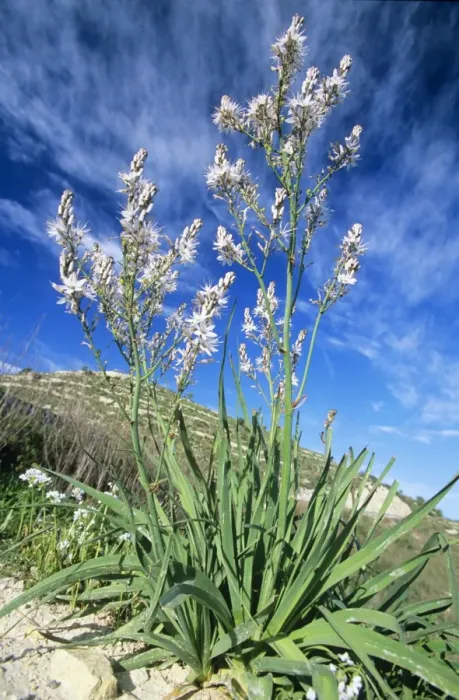 Framed Print : Asphodel. USH-1281. Turkish / Summer ASPHODEL / Silver Rod Framed Print : Asphodel. USH-1281. Turkish / Summer ASPHODEL / Silver Rod