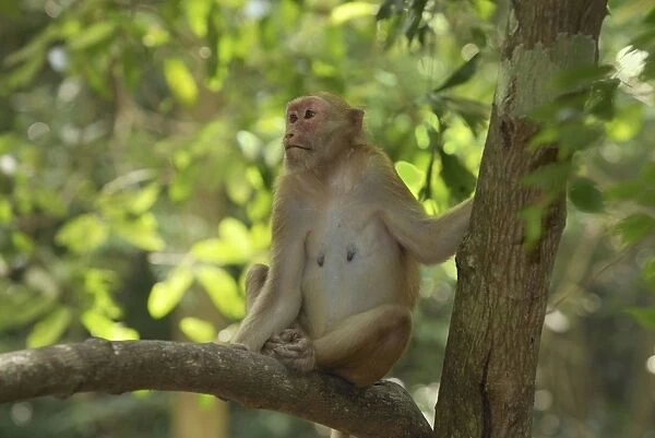 Assamese Macaque Erawan Nationalpark, Thailand