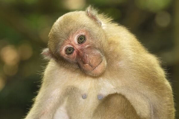 Assamese Macaque Erawan Nationalpark, Thailand