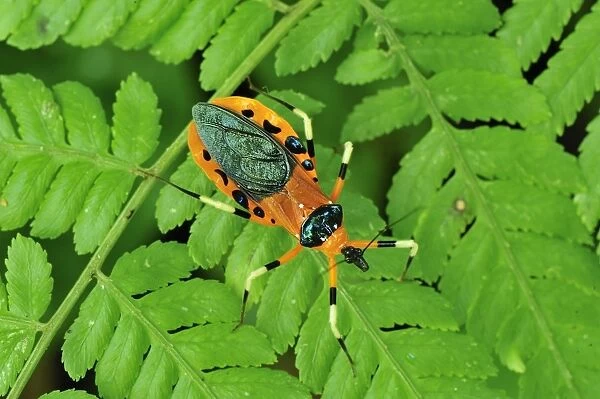 Assassin Bug - Gunung Leuser National Park - Northern Sumatra - Indonesia
