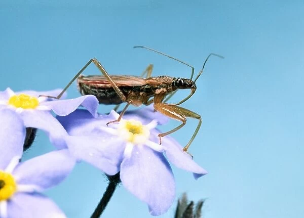 Assassin Bug - Hunting on flowers of Forget-me-Not Garden, UK