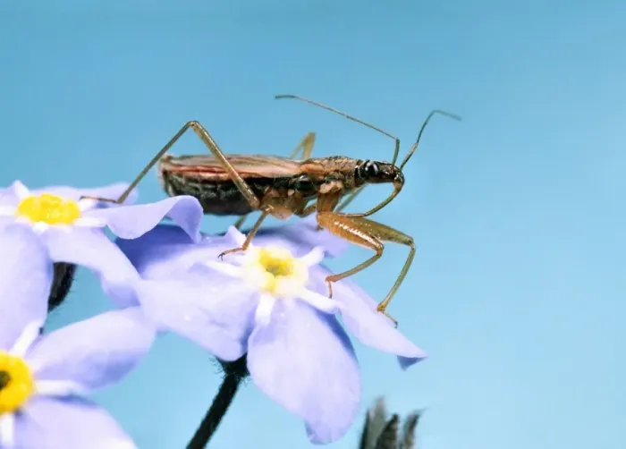 Framed Print : Assassin Bug - Hunting on flowers of Forget-me-Not Garden, UK Framed Print : Assassin Bug - Hunting on flowers of Forget-me-Not Garden, UK