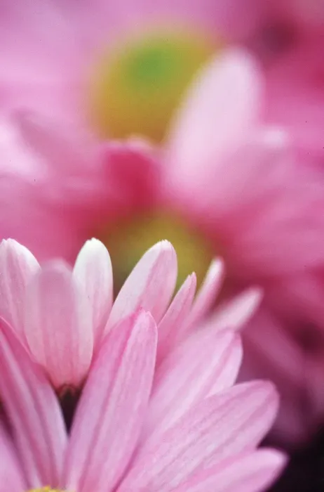 Framed Print : ASTER - soft focus Framed Print : ASTER - soft focus