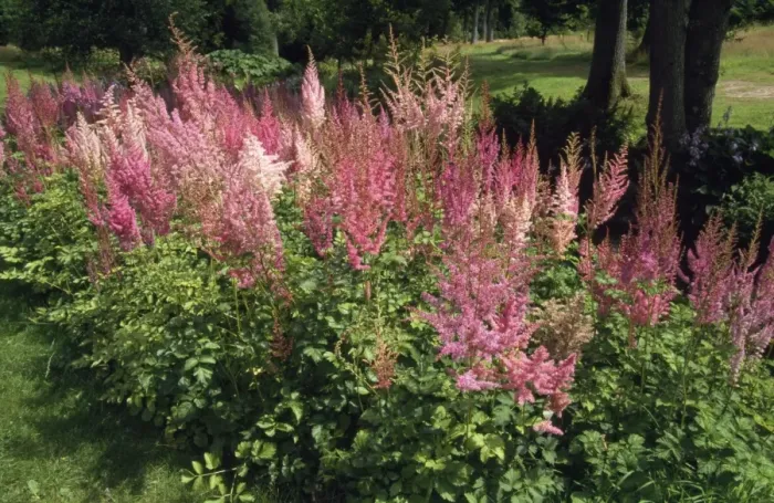 Framed Print : Astilbe Montgomery Framed Print : Astilbe Montgomery