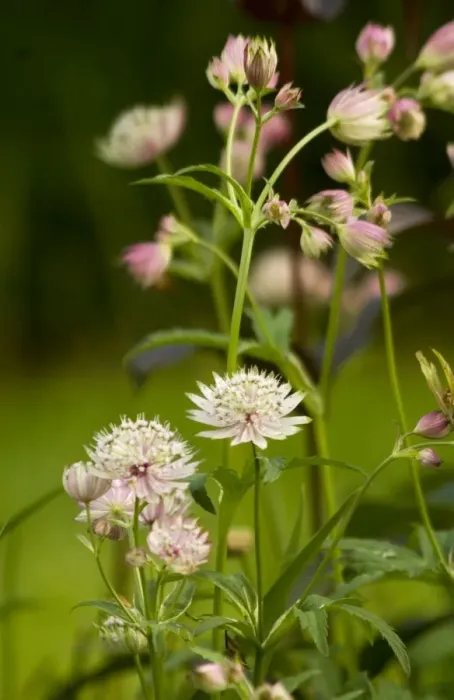 Framed Print : Astrantia major - a border perennial that flowers right through till autumn Framed Print : Astrantia major - a border perennial that flowers right through till autumn